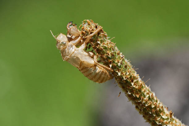 Large Insect Casing 70+ Casing Head Stock Photos, Pictures & Royalty-Free Images - iStock