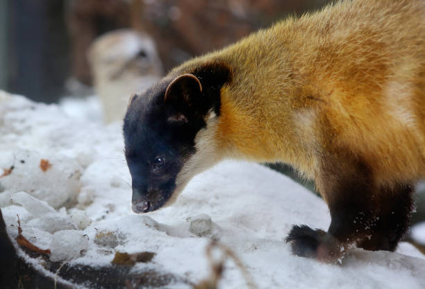 Kharza, or yellow-breasted marten, or Ussuri marten is a predatory mammal of the mustelid family. The largest and brightly colored representative of the marten genus.
