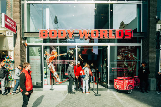 Body Worlds Museum in Amsterdam Body Worlds Museum in Amsterdam. Body Worlds is a traveling exposition of preserved human bodies and body parts. In this exhibit what is enticed to see are real skinned humans and other anatomical structures of the body that have gone through the process of plastination plastination photos stock pictures, royalty-free photos & images