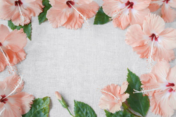 istock Pink peachy Hibiscus flowers on linen, copy space background 644186078