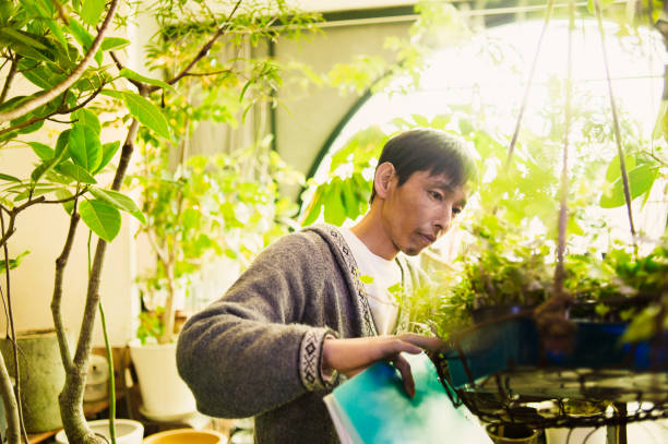 istock Male gardener working in green shop. 644190956
