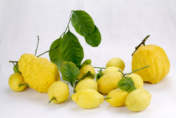 istock group of citrus isolated on white 644204726