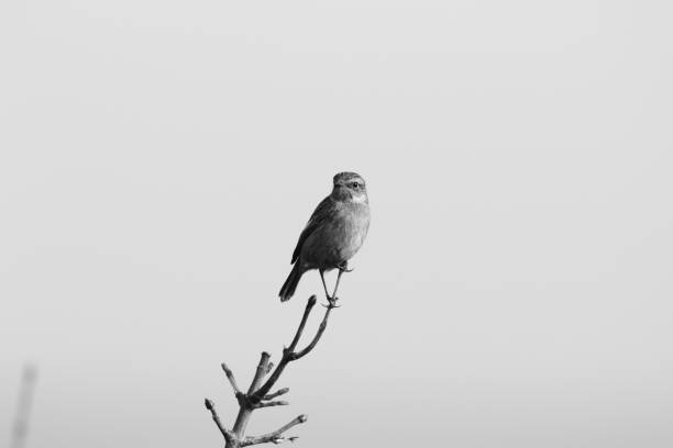 istock Bird - Rock Pipit sitting on a branch 644209890