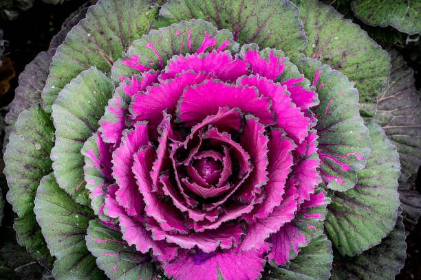 istock Top view of color cabbage 644210068