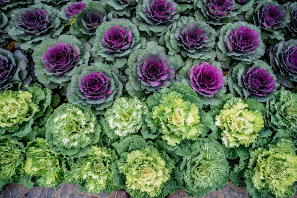 istock Top view of color cabbage 644210170