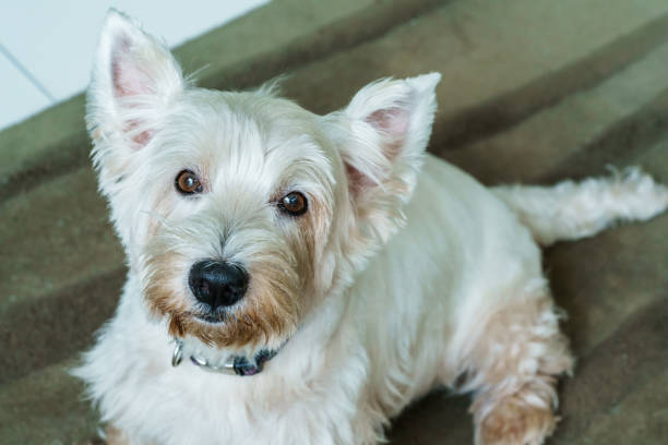 istock Close up West Highland White Terrier or Westie 644213362