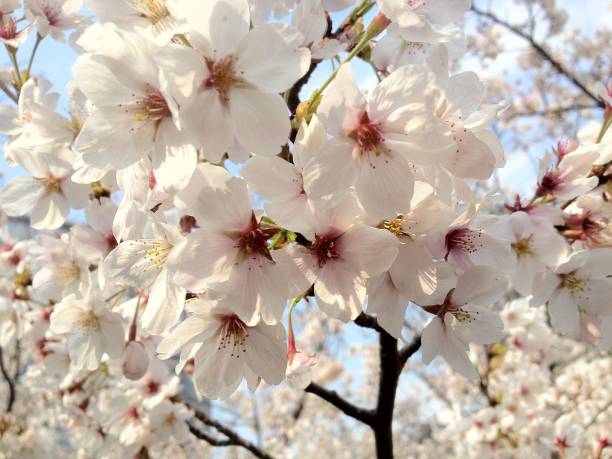 istock Sakura (cherry blossoms) in rain, Kyoto, Japan 644213378