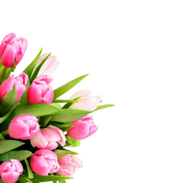 Pink tulip flowers bouquet in a corner isolated on white