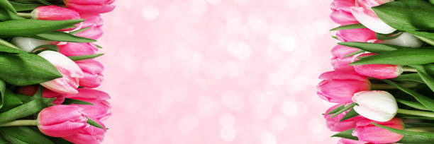 istock Pink tulip flowers background 644213826