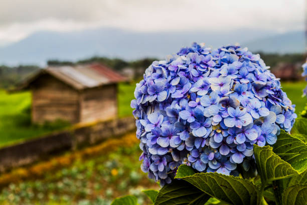 istock Beautiful Flowers With Sightseeing as the background 644213846