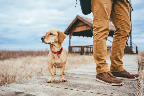 istock Hiker and dog standing on a wood walkway 644217348