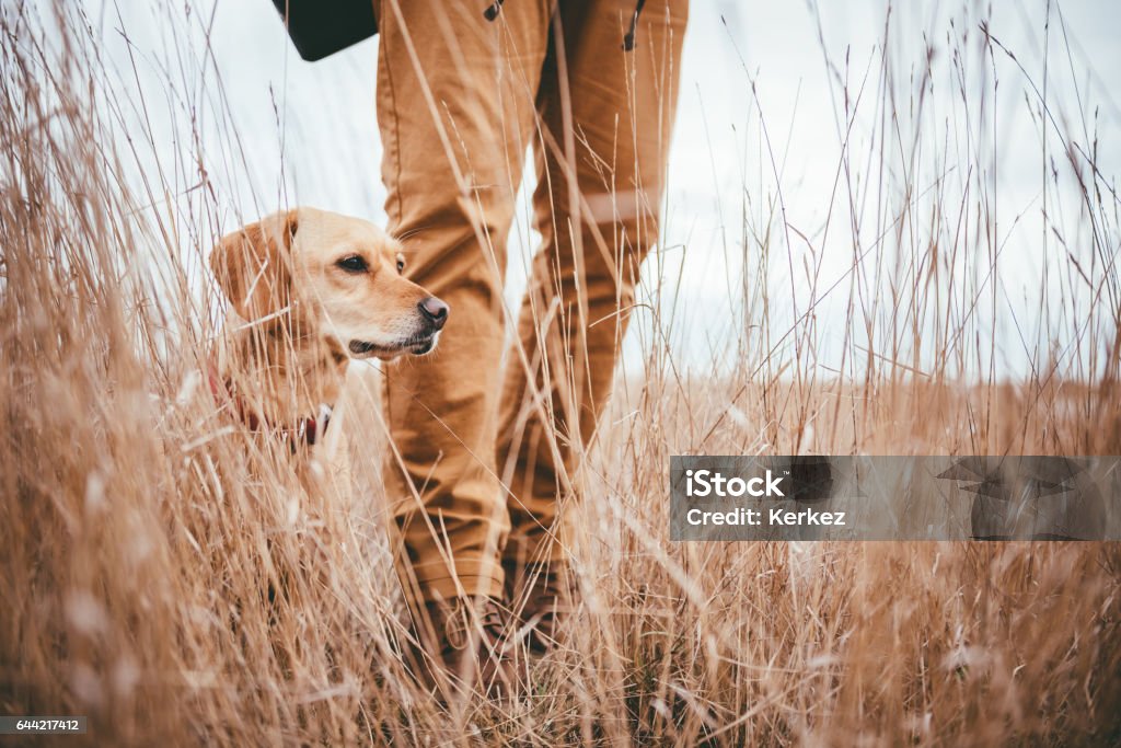 Randonneur et chien des Prairies - Photo de Type de chasse libre de droits