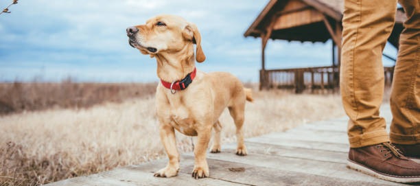 istock Hiker and dog standing on a wood walkway 644217464