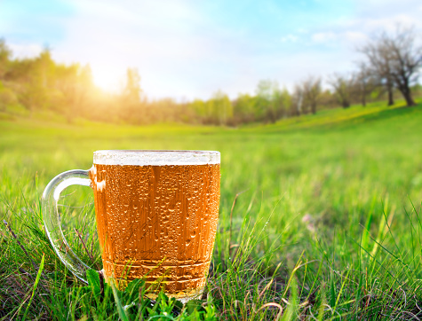Mug of cold beer on the green meadow at sunset. Close up view. Camping. Outdoor recreation. Booze and holidays.