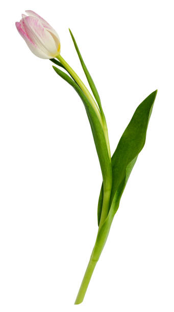 istock Pink tulip flower 644217938