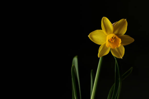 DNA code with  narcissus flower