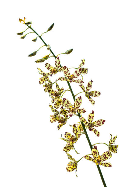 Purging cassia on white background Oncidium Yellow brown Orchid flower isolated white backgroundClose up yellow orchid isolated on blue background.Purging cassia is a national tree. Is a sacred wood that are important to ThailandPurging cassia is a national tree. Is a sacred wood that are important to Thailand oncidium orchids stock pictures, royalty-free photos & images