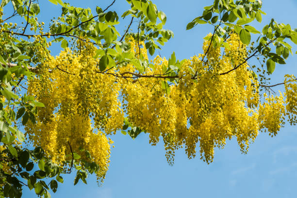 Purge de cassia sur fond blanc - Photo