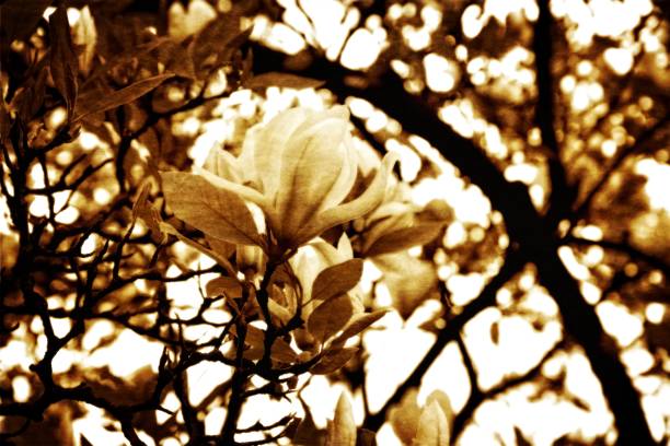 세피아에서 나무에 한 예쁜 목련 꽃 - magnolia flower sepia toned flower head 뉴스 사진 이미지