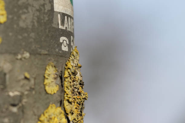 In Ecology, lichens are often said to be indicators of good air quality. If that is so then the air quality on London Road, Mitcham, must be pretty good. This lamp post sits right next to the road.