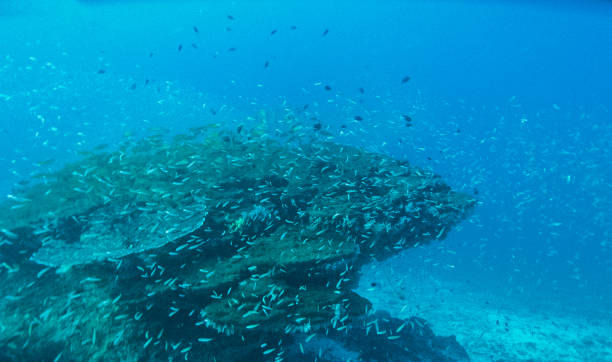 istock view of underwater in Anilao, Philippiines 644234444