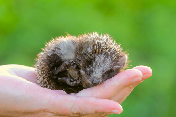 Hedgehog on hand. Small is a young hedgehog curled up on the palm.