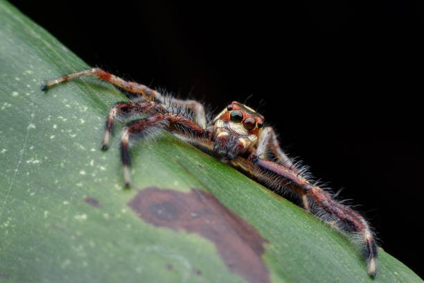istock Tellamonia dimidiata or jumping spider on green leaf 644238472