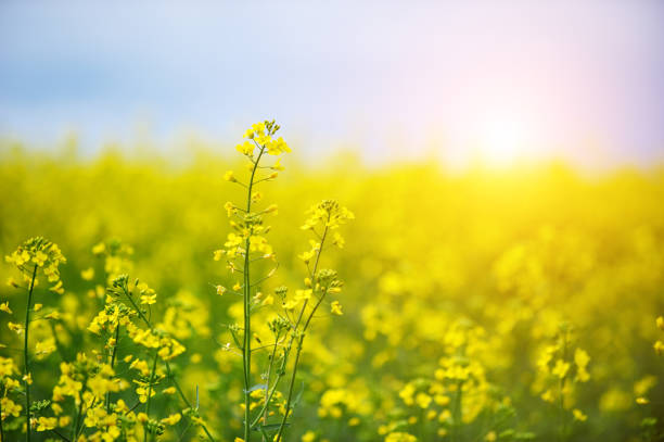 campo de colza - agriculture beauty in nature flower clear sky imagens e fotografias de stock