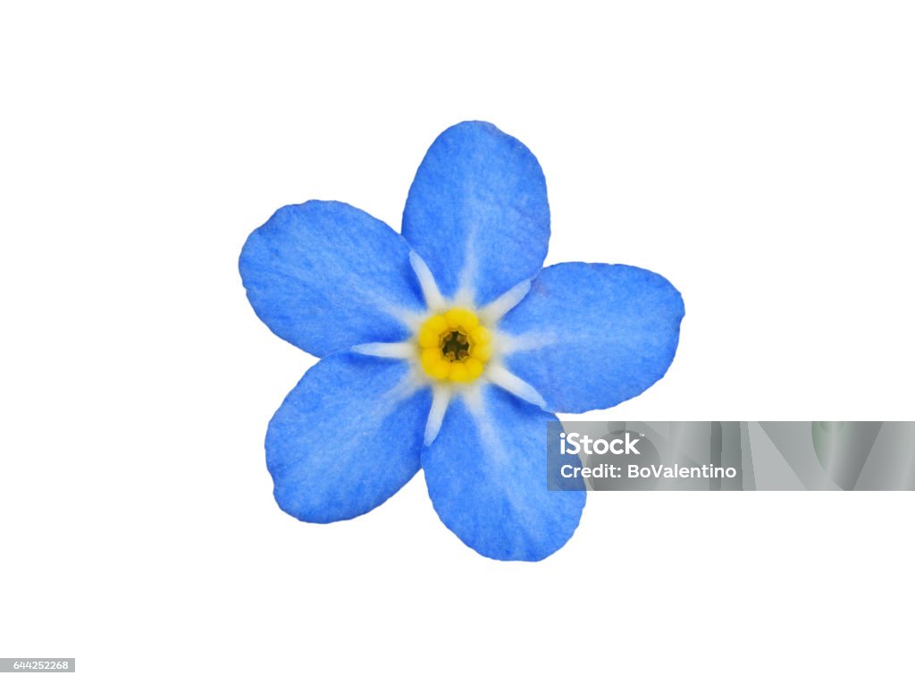 forget me not close-up of a forget me not flower Forget-Me-Not Stock Photo