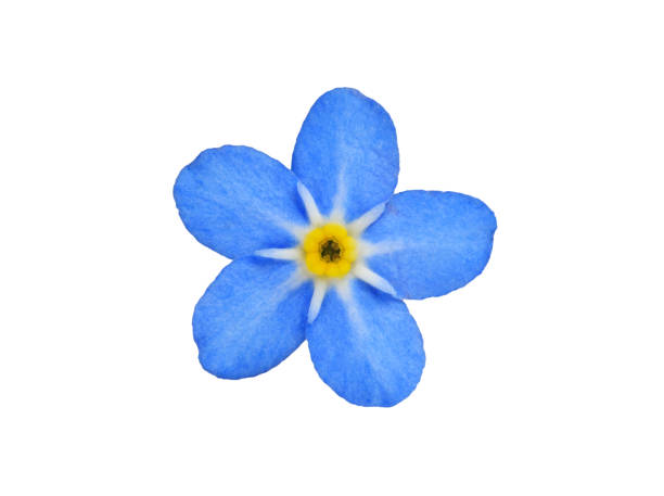 forget me not close-up of a forget me not flower forget me not stock pictures, royalty-free photos & images