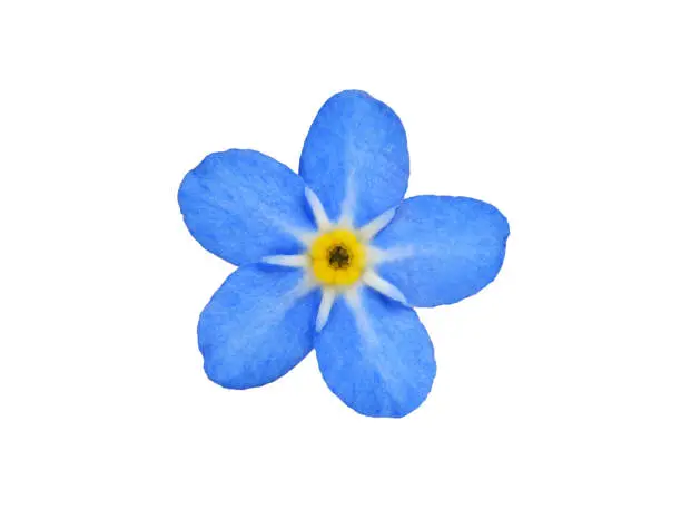 close-up of a forget me not flower
