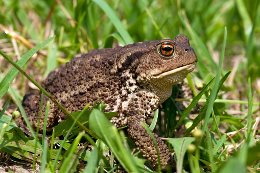 close-up of a common toad bufo bufo