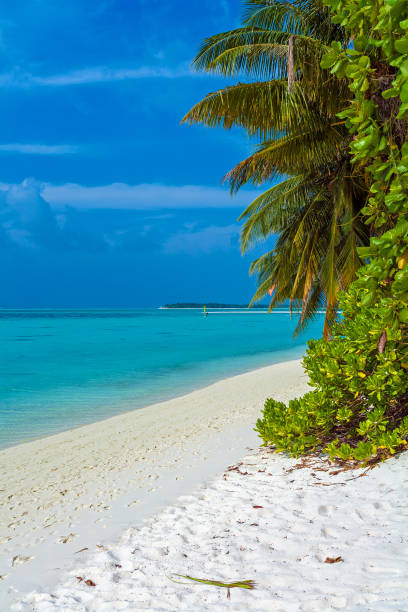 istock Palm trees leaning over sand beach, Maldives 644259880