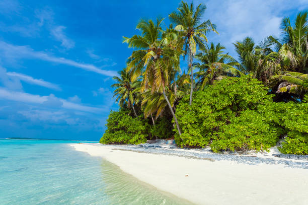 istock Palm trees leaning over sand beach, Maldives 644259886