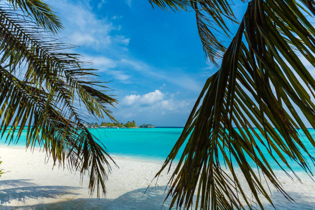 istock Beach through palm leaves, the Maldives 644259940
