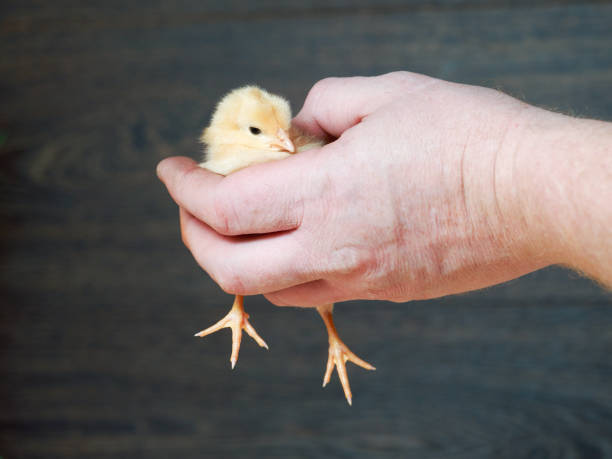 istock Man's hand firmly holding the little chick 644260052