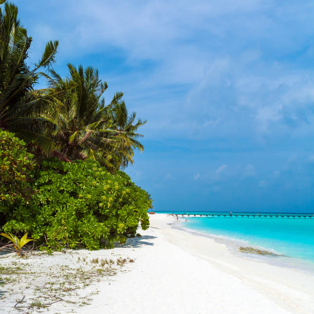 istock Palm trees leaning over sand beach, Maldives 644260290