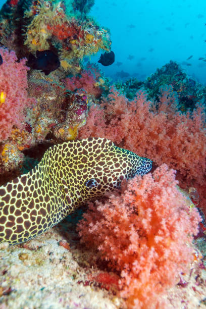 istock Moray Eel in Tropical Coral Reef, Maldives 644260396
