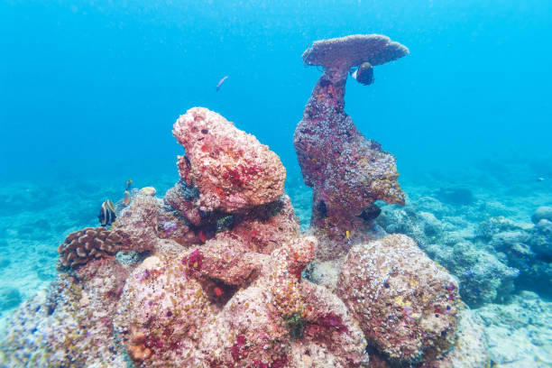 istock Colorful Tropical Coral Reef Landscape 644260422
