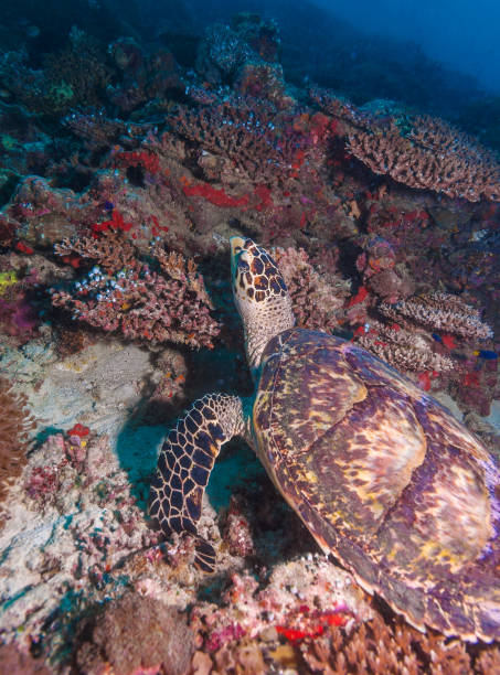 istock Green turtle laying on coral seabed Maldives 644260438