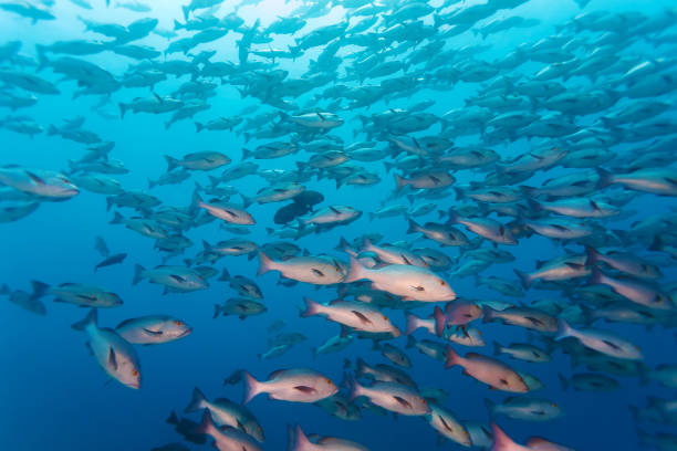 istock School of black and white snappers (Macolor niger), Maldives 644260454