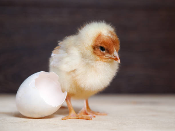 istock Newborn chick. The shell of the egg. Cute chick 644263134