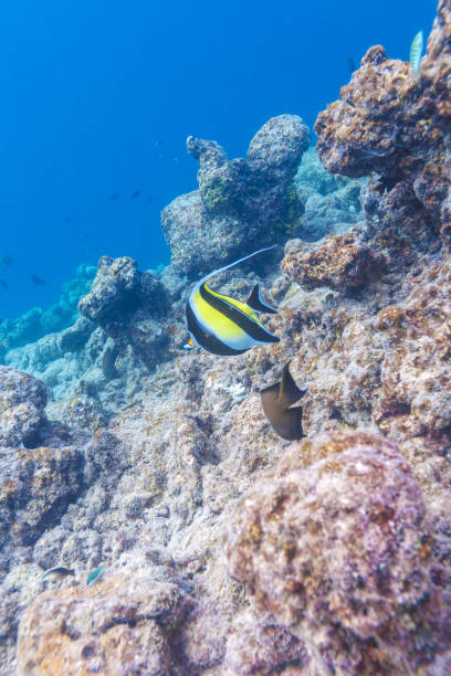 istock Moorish idol fish in shallow water, Maldives 644263470