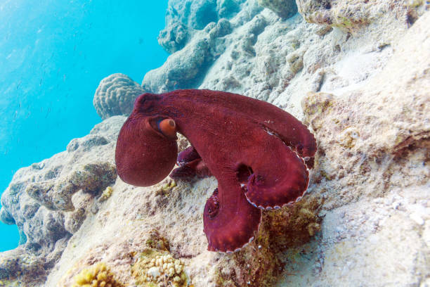 Alive red octopus sitting on coral reef, Maldives