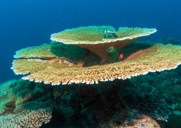 big table corals (acropora pulchra), maldives - acropora palmata stockfoto's en -beelden