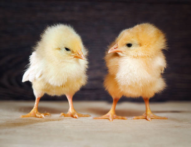 istock Newborn yellow chicks on a dark background 644267744
