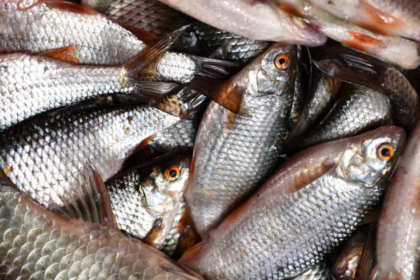 istock Background with fresh fishes 644267906