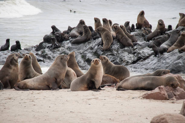 istock Wild Seals at Cape Cross Seal Reserve, Namibia 644268140