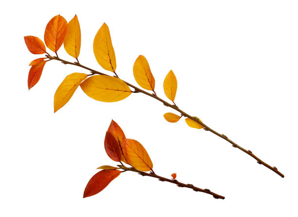 istock Autumn twigs with yellow and red leaves 644269182