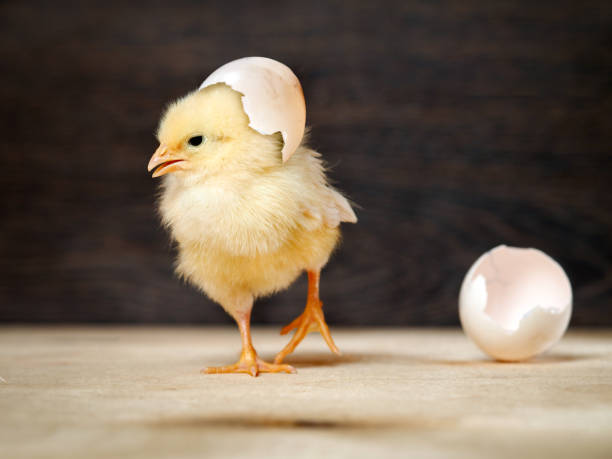 istock The shell of the egg. Funny and cute chick 644272548